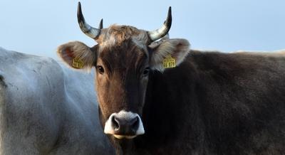 Ammenk?he vom Bio-Bauernhof Stolze Kuh von Anja Hradetzky stehen im Morgennebel auf einer Weide im Nationalpark Unteres-stock-foto