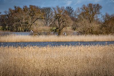 Nationalpark Unteres Odertal im Landkreis Uckermark im Bundesland Brandenburg; Auennationalpark an der Oder Odra bei St?-stock-foto