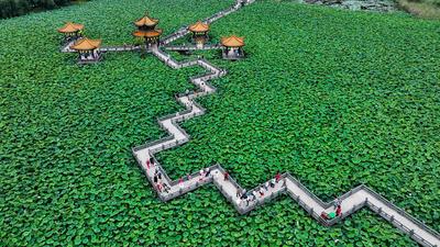 ANLONG, CHINA - JULY 26: Aerial view of tourists enjoying the scenery of a large patch of lotus flowers and green lotus-stock-foto