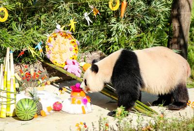Giant Panda Birthday-stock-photo