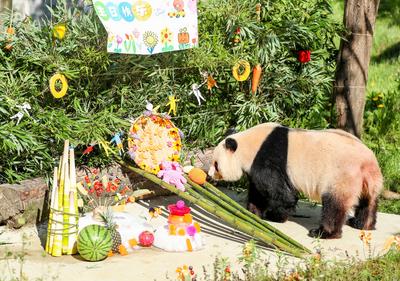 Giant Panda Birthday-stock-photo