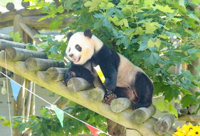 Giant Panda Birthday-stock-photo