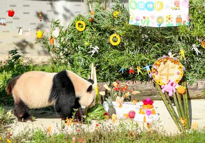 Giant Panda Birthday-stock-photo