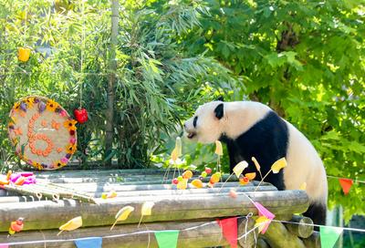 Giant Panda Birthday-stock-photo