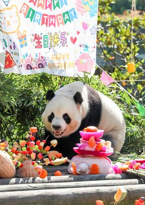 Giant Panda Birthday-stock-photo