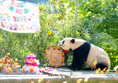 Giant Panda Birthday-stock-photo