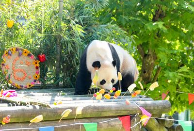Giant Panda Birthday-stock-photo
