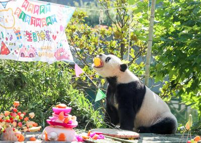 Giant Panda Birthday-stock-photo