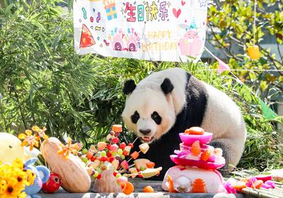 Giant Panda Birthday-stock-photo