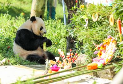 Giant Panda Birthday-stock-photo