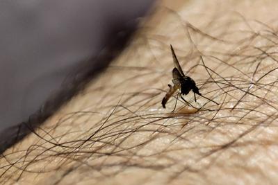 Brazil has 55,000 registered cases of dengue fever and four confirmed deaths-stock-foto