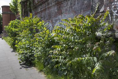 Goetterbaum, Chinesischer Sumach, Chinesischer Goetterbaum (Ailanthus altissima, Ailanthus glandulosa), Stockausschlag e-stock-foto
