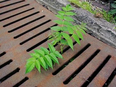 Goetterbaum Chinesischer Sumach Chinesischer Goetterbaum Ailanthus altissima eine Jungpflanze w-stock-foto