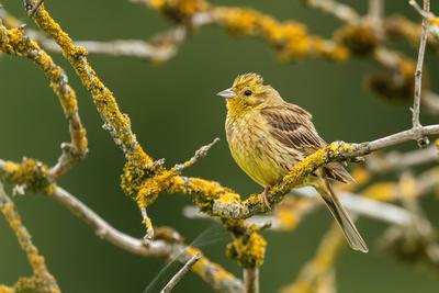 Eine Goldammer h?lt sich an einem Ast eines Strauches fest. Rottweil Baden-W?rttemberg Deutschland *** A yellowhammer cl-stock-foto