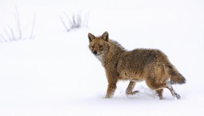 Goldschakal, Gold-Schakal (Canis aureus, Canis aureus aureus), im Schnee, Iran, Golestan Nationalpark golden jackal (Can-stock-foto