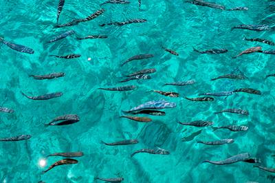 Bunte Fische schwimmen im klaren t?rkisfarbenen Wasser von Kreta, Griechenland, an einem sonnigen Tag-stock-foto