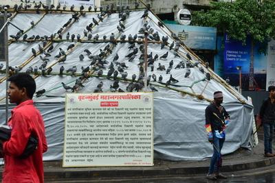 BMC Begins Covering Dadar Kabutarkhana To Enforce Pigeon Feeding Ban-stock-foto