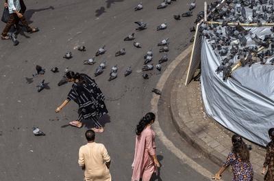 BMC Begins Covering Dadar Kabutarkhana To Enforce Pigeon Feeding Ban-stock-foto