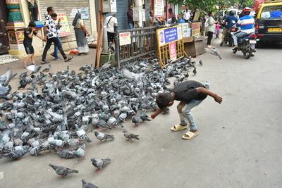 BMC Begins Covering Dadar Kabutarkhana To Enforce Pigeon Feeding Ban-stock-foto