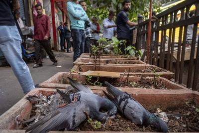 BMC Begins Covering Dadar Kabutarkhana To Enforce Pigeon Feeding Ban-stock-foto