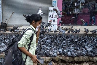BMC Begins Covering Dadar Kabutarkhana To Enforce Pigeon Feeding Ban-stock-foto