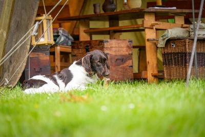 Deutschland, Dornum, Niedersachsen, Europa: Ritterfest am Wasserschloss, Hund liegt im Gras mit Knochen, mittelalterlich-stock-foto