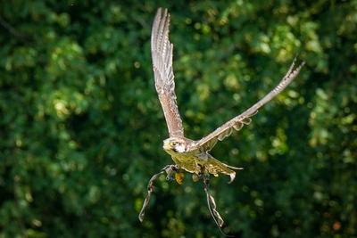 Deutschland, Dornum, Niedersachsen, Europa: Ritterfest am Wasserschloss, Falke im Flug, Falknershow, Greifvogelvorf?hrun-stock-foto