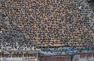 BMC Begins Covering Dadar Kabutarkhana To Enforce Pigeon Feeding Ban-stock-foto
