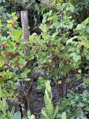 Obstgarten mit reifen roten Stachelbeeren und schwarzen Johannisbeeren *** Orchard with Tyres Red Gooseberries and Black-stock-foto
