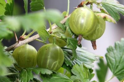 Obststr?ucher in G?rten Reife Stachelbeeren h?ngen an einem Strauch zur fr?hen Sommerzeit *** Fruit bushes in gardens M-stock-foto