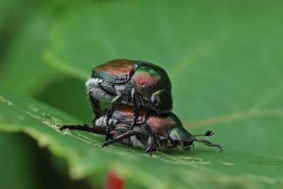 Japanese Beetle During the Mating Period-stock-foto