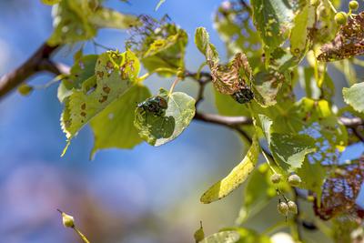 The Japanese beetle (Popillia japonica) The Japanese beetle (Popillia japonica) is a species of scarab beetle. Invasive-stock-foto