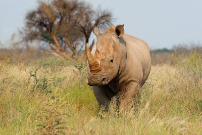 Breitmaulnashorn in seinem nat?rlichen Lebensraum - S?dafrika-stock-foto