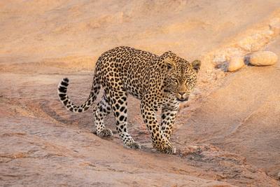 Londolozi Game Reserve,South Africa,Leopard, Panthera pardus, female walking.-stock-foto