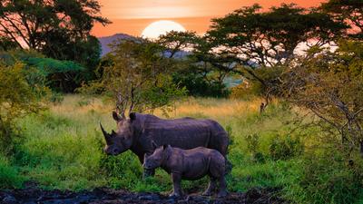 White Rhino in the bush Kruger Game reserveSouth Africa White Rhino in the bush of the Blue Canyon Conservancy in South-stock-foto