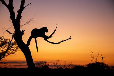 The silhouette of a leopard, Panthera pardus, during sunset lying in a tree, tail hanging down Londolozi Game Reserve,So-stock-foto