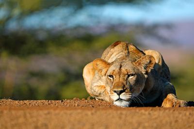 Loewe (Panthera leo), Loewin liegt ruhend auf einem Weg, Vorderansicht, Suedafrika, KwaZulu-Natal, Zimanga Game Reserve-stock-foto