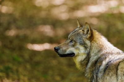 Tierwelt, Wolf-stock-foto