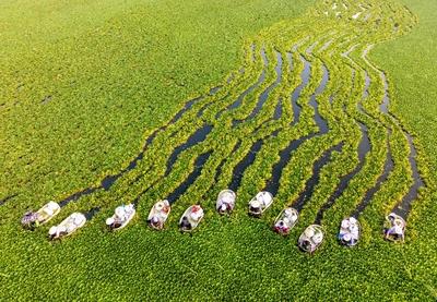TAIZHOU, CHINA - AUGUST 06: Aerial view of villagers rowing water chestnut buckets to harvest water chestnuts at a plant-stock-foto