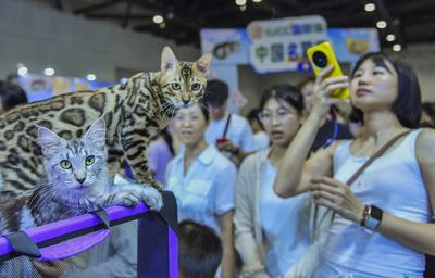 Nanning Pet Expo-stock-foto