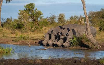 Londolozi Wildlife Reserve,South Africa,Rhino, Diceros bicornis, five black rhino drinking at a waterhole.-stock-foto