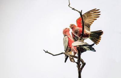 Australian Galah (Eolophus roseicapilla) Three Australian Galahs (Eolophus roseicapilla) perching on a tree in Sydney, N-stock-foto