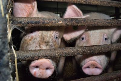 Fotos aus einer deutschen Schweinemast. Schweine *** Photos from a German pig farm Pigs-stock-foto