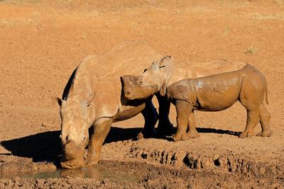 A white rhinoceros (Ceratotherium simum) and calf drinking at a muddy waterhole A white rhinoceros (Ceratotherium simum)-stock-foto