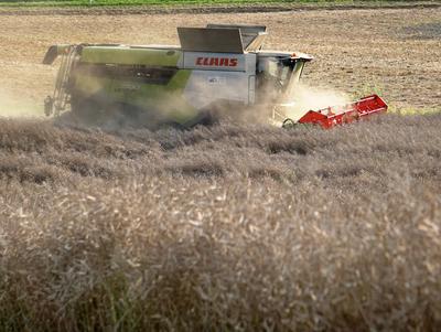Rapsernte 2025 in Niedersachsen-stock-foto