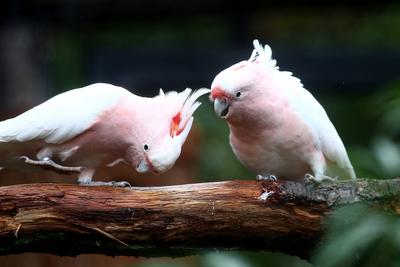 24.09.2024, xsvx, Zoo Karlsruhe Tiere, v.l. Vogel Kakadu Inka Inka-Kakadu (Cacatua leadbeateri) Major Mitchells™s Cockat-stock-foto