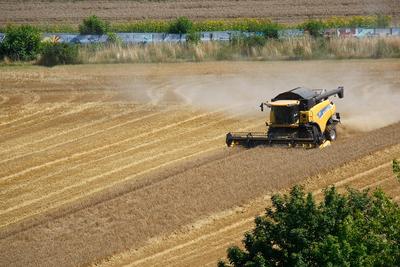 Erfurt, 07.08.2025 Getreiteernte auf einem Feld zwischen Erfurt Dittelstedt und dem Erfurter Herrenberg *** Erfurt, 07 0-stock-foto