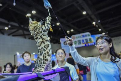 Nanning Pet Expo-stock-foto