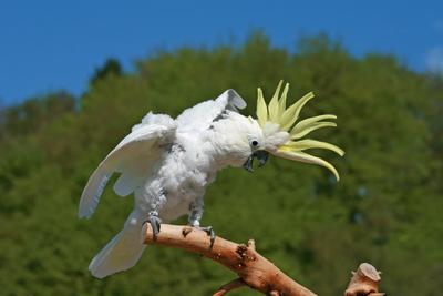 gut gelaunter Gelbhaubenkakadu gut gelaunter Gelbhaubenkakadu Copyright: xZoonar.com/AntjexLindert-Rottkex 6926986-stock-foto
