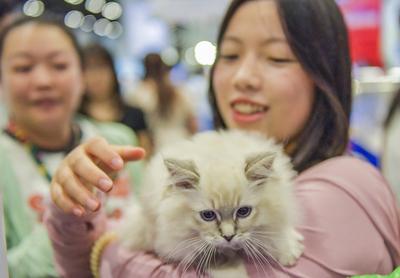 Nanning Pet Expo-stock-foto